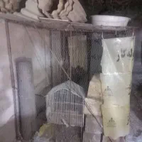 قفس کبوتر یا مرغ
