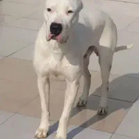 واگذاری ومعاوضه سگ