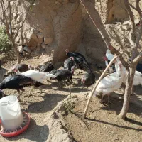 بوقلمون|حیوانات مزرعه|صحنه, |دیوار