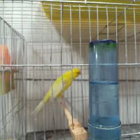 توقا. سهره مست