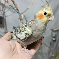 عروس هلندی