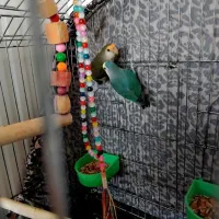 طوطی برزیلی با قفس|پرنده|کرج, اسلام‌آباد|دیوار