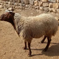 قوچ نر|حیوانات مزرعه|شاهیوند, |دیوار