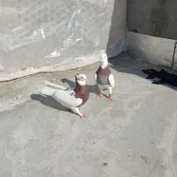 طوقی|پرنده|سبزوار, رباط|دیوار