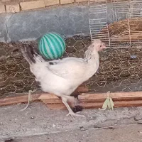 تعویض مرغ با پرنده