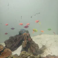 ماهی کالر|ماهی|بومهن, |دیوار