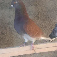 کبوتر تهرانی