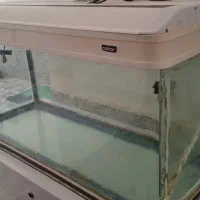 آکواریوم|ماهی|آبادان, |دیوار