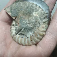 آمونیت ۶۵ میلیون ساله اصلی و به ضمانت|جواهرات|رامسر, |دیوار