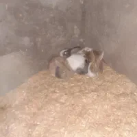 خرگوش فروشی|موش و خرگوش|قم, شهرک قدس|دیوار