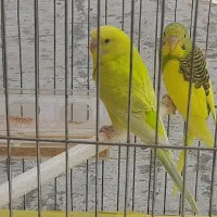 مرغ عشق نر و ماده