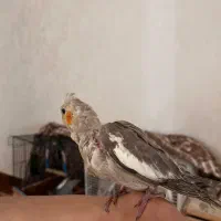 ۳عدد عروس هلندی بالغ|پرنده|آستارا, |دیوار