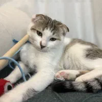 گربه های زیبای من|گربه|زنجان, |دیوار