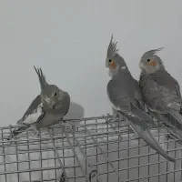 جوجه عروس هلندی