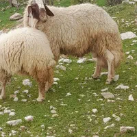 فروشی