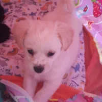 فروش|سگ|فردیس, سرحد آباد|دیوار