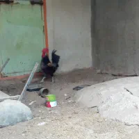 خروس
