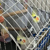 دو عدد عروس هلندی با قفس