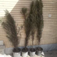 چهارعدرخت سرو شیراز باهم ۳۵۰|گل و گیاه طبیعی|فولادشهر, A1|دیوار