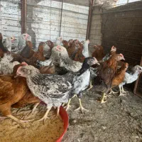 جوجه محلی اصل چهار ماه|حیوانات مزرعه|رفسنجان, |دیوار