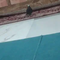 تهرانی