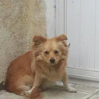 سگ پامر