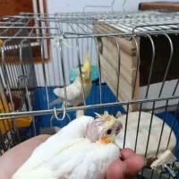 عروس هلندی همراه با بچه چشم شرابی