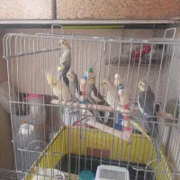 پرنده