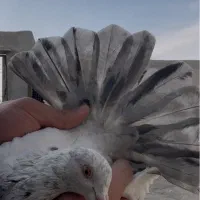 کفتر شهرستانی پرشی|پرنده|باقرشهر, |دیوار