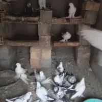 کبوتر|پرنده|آذرشهر, |دیوار