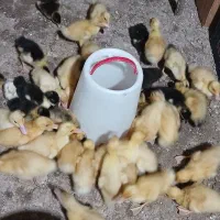 جوجه اردک محلی