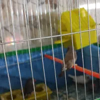 فروشی دو جفت - جفتی 250|پرنده|اردکان, |دیوار