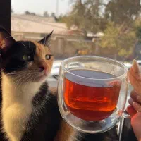 واگذاری دو گربه