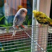 مرغ عشق تازه دونخور رام و دستی