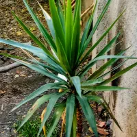 گل یوکا آپارتمانی