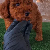 پودل توی اورجینال از مولدین وارداتی|سگ|رشت, بلوار گیلان|دیوار