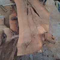 اسلب گردو