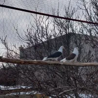 کبوتر|پرنده|سراب, |دیوار