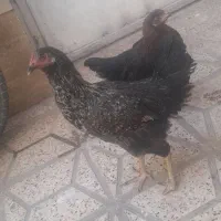 جوجه خروس