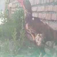 خروس لاری تاج مهر