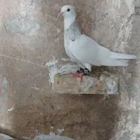 کبوتر طوقی