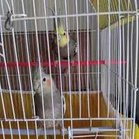یه جفت عروس هلندی نر و ماده