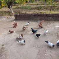 کبوتر|پرنده|مرند, |دیوار