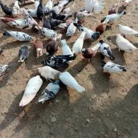 فروش کلی وجزیی کبوتر پرشی وتضمینی