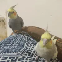 یک جفت عروس هلندی سخنگو به فروش می رسد