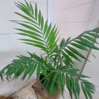 انواع گل های طبیعی