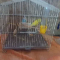 مرغ عشق سالم وسرحال|پرنده|ری, ظهیرآباد|دیوار