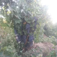 انگور سیاه سردشت|خوردنی و آشامیدنی|مشهد, گلبرگ شمالی|دیوار