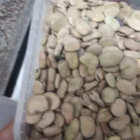 باقله دزفولی