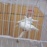 دوجفت فنچ باقفس